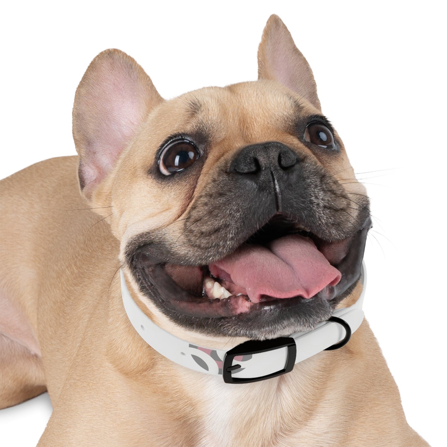 Stylish Dog Collar, Pet Accessory, Personalized Dog Gear, Everyday Use, Gift for Dog Lovers, Trendy Pet Fashion