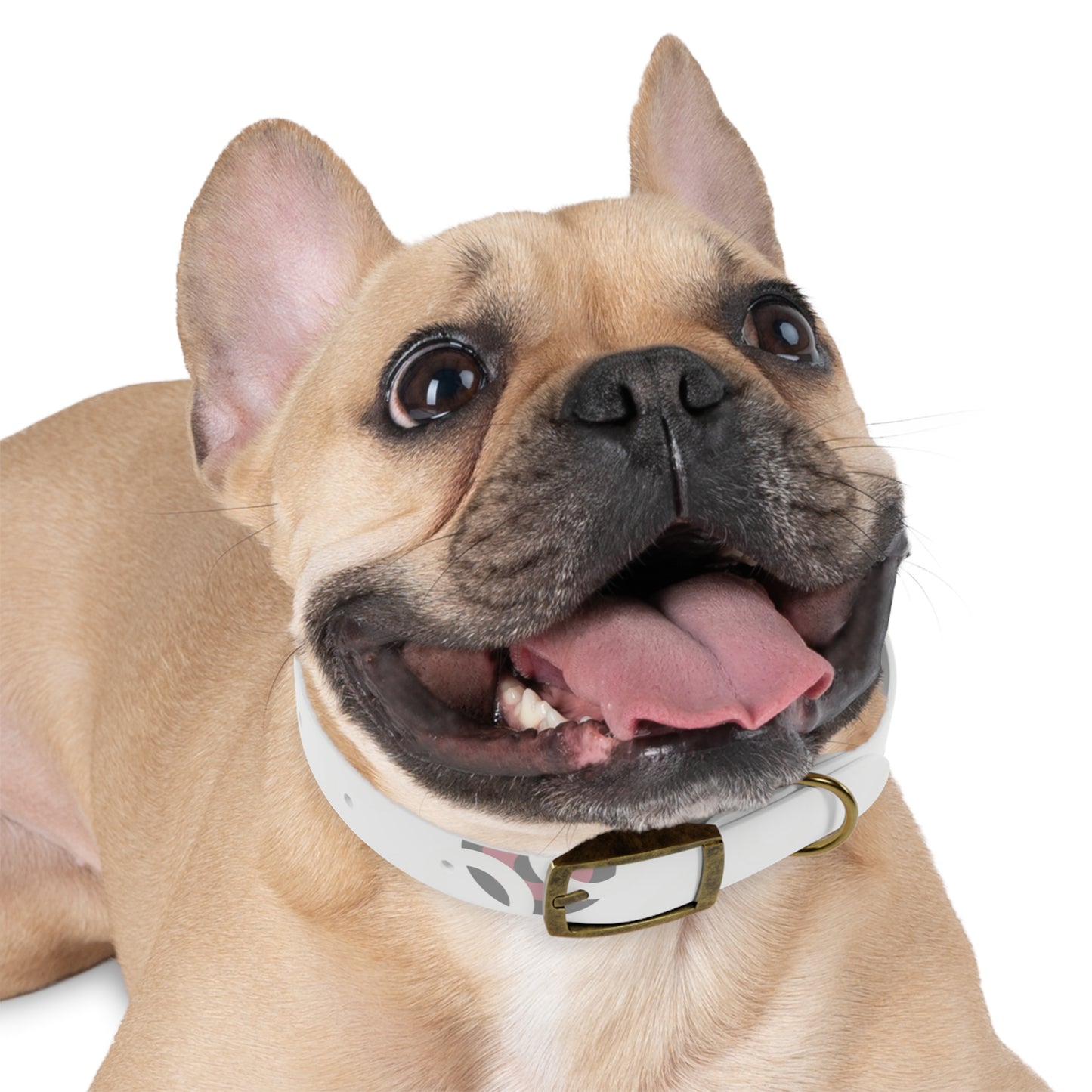 Stylish Dog Collar, Pet Accessory, Personalized Dog Gear, Everyday Use, Gift for Dog Lovers, Trendy Pet Fashion
