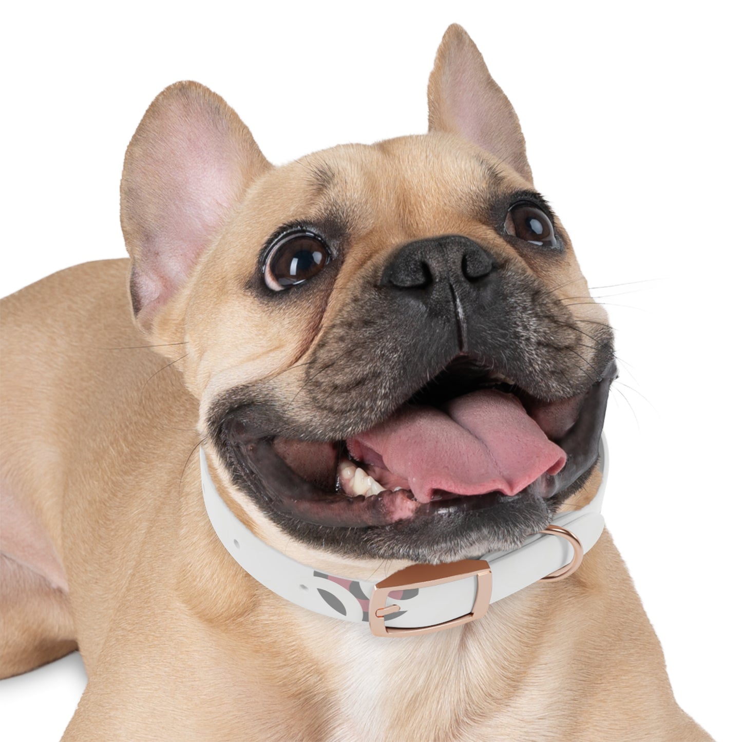 Stylish Dog Collar, Pet Accessory, Personalized Dog Gear, Everyday Use, Gift for Dog Lovers, Trendy Pet Fashion