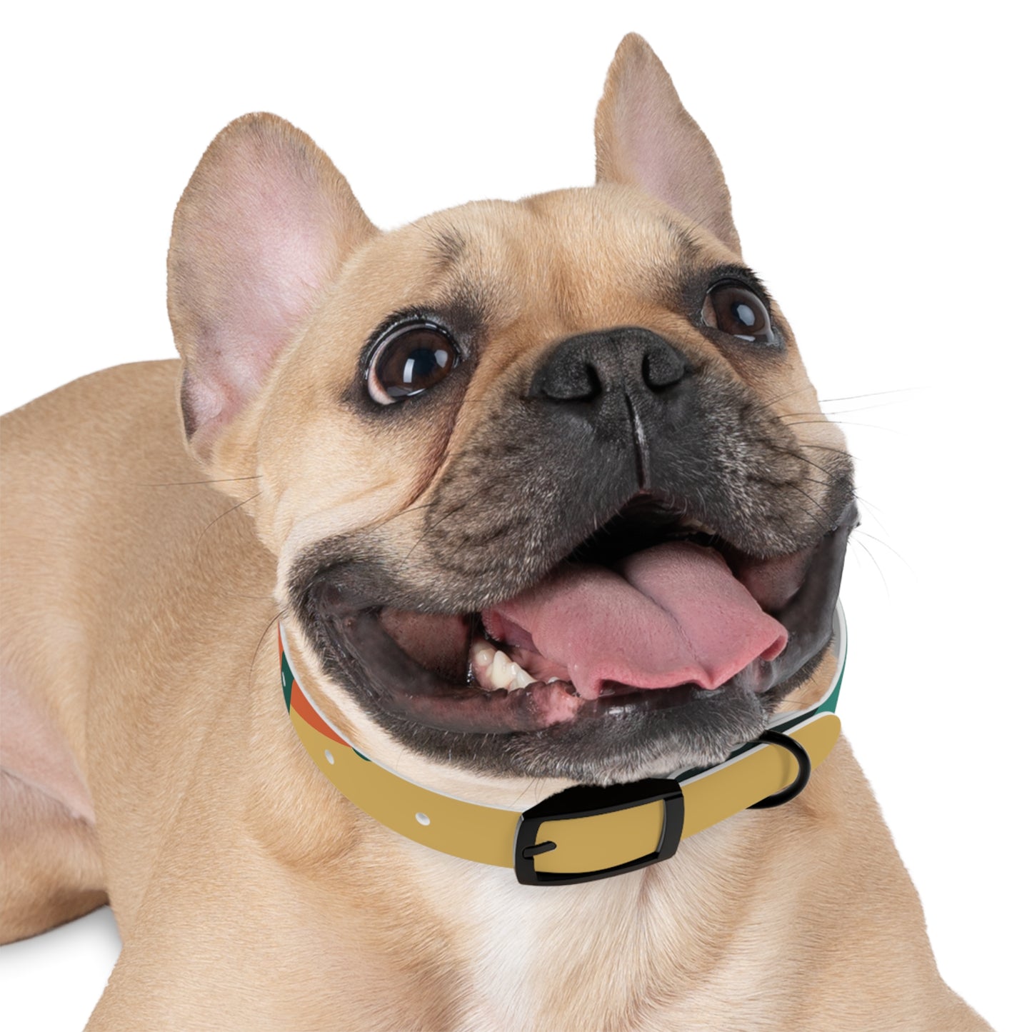 Stylish Dog Collar, Personalized Pet Accessory, Colorful Dog Collar, Fashionable Pet Gear, Unique Dog Decoration, Gift for Dog Lovers
