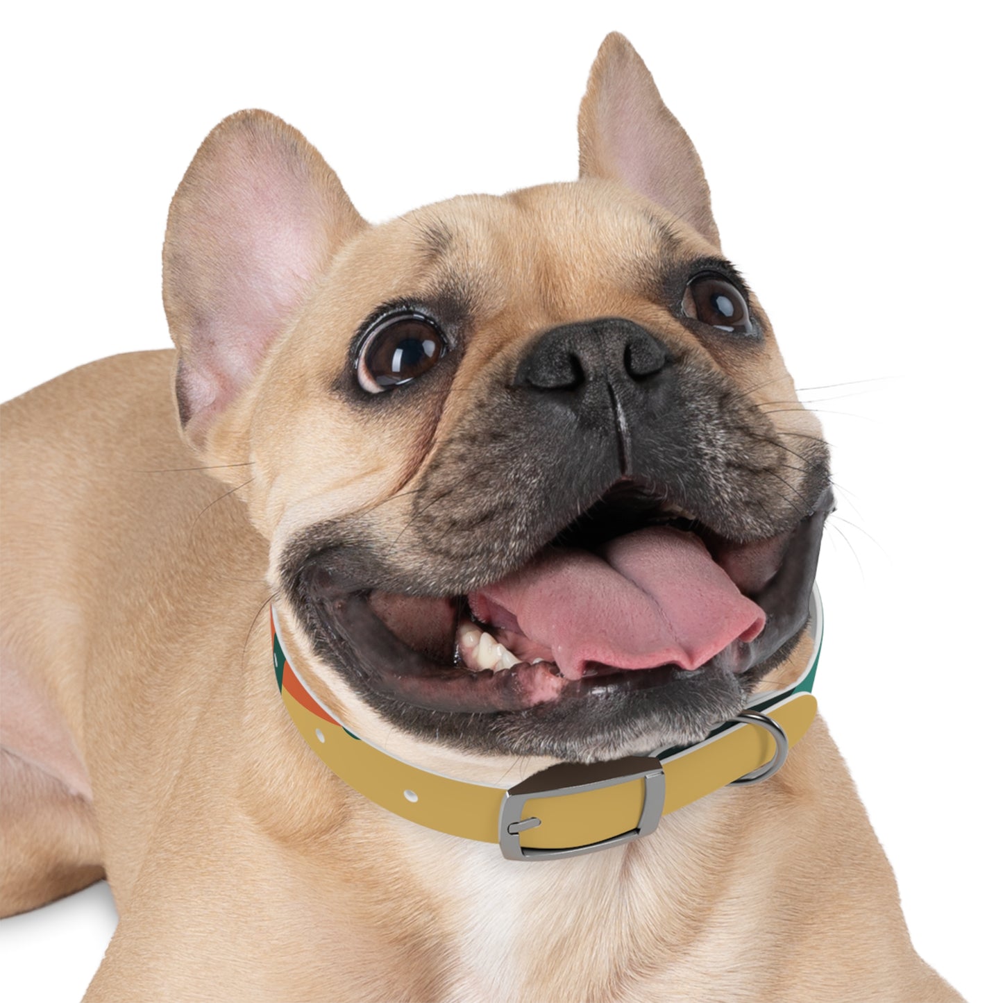 Stylish Dog Collar, Personalized Pet Accessory, Colorful Dog Collar, Fashionable Pet Gear, Unique Dog Decoration, Gift for Dog Lovers