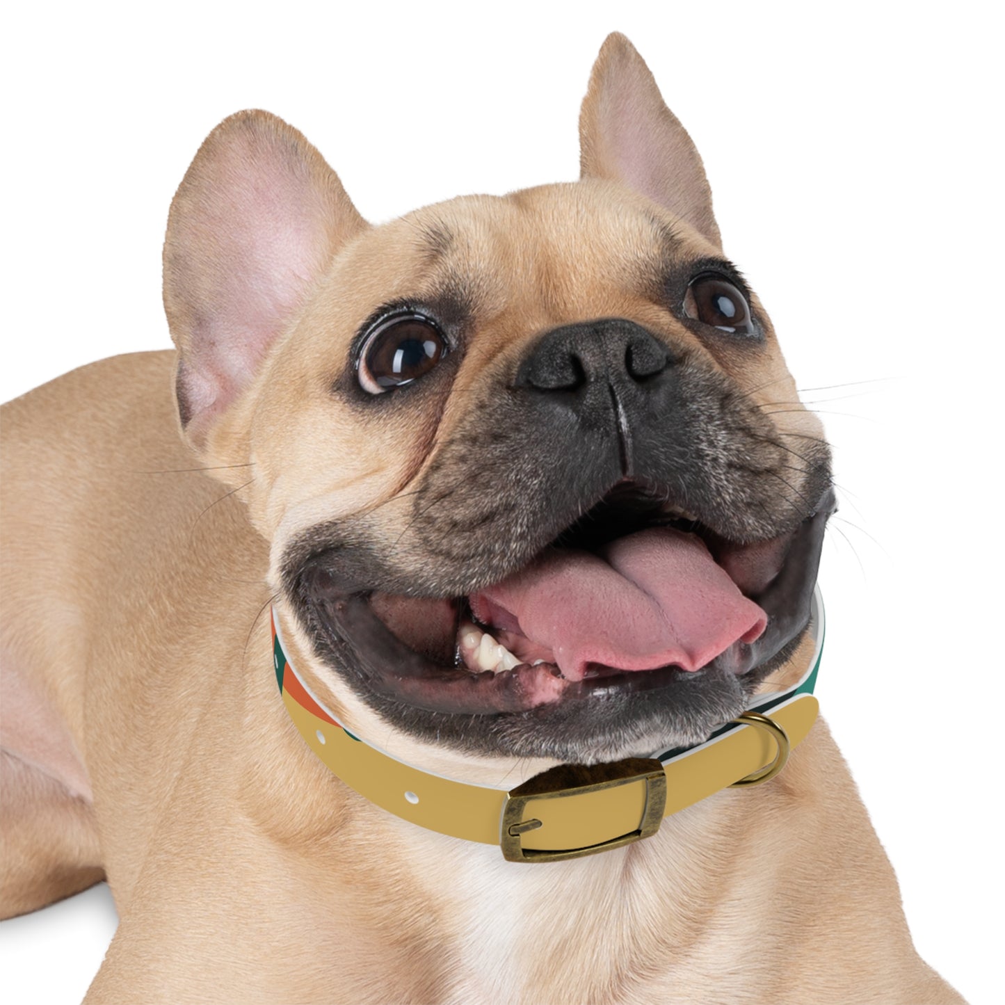 Stylish Dog Collar, Personalized Pet Accessory, Colorful Dog Collar, Fashionable Pet Gear, Unique Dog Decoration, Gift for Dog Lovers