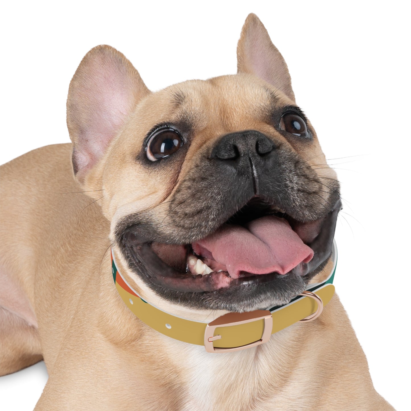 Stylish Dog Collar, Personalized Pet Accessory, Colorful Dog Collar, Fashionable Pet Gear, Unique Dog Decoration, Gift for Dog Lovers